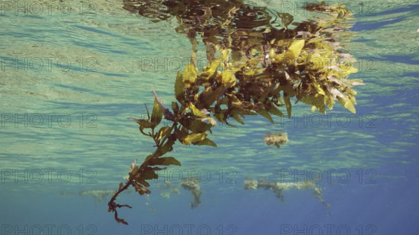 Close up of fragments of Seaweed Brown (Sargassum) drifting on water surface on daytime in bright