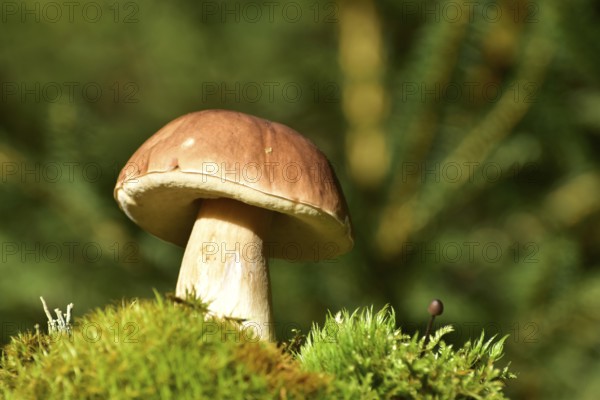 King bolete (Boletus edulis) growing on a moss cushion in autumn, Hunsrück, Rhineland-Palatinate,