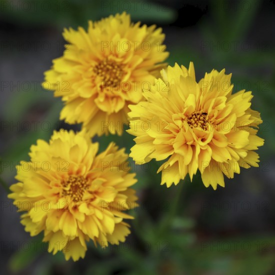 Close-up of the Kerria Japonica Pleniflora shrub