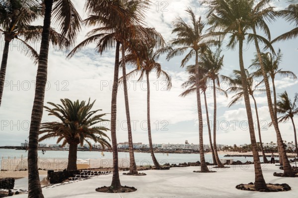 Palm trees by Las Cucharas beach in a resort town called Costa Teguise in Lanzarote, Canary Island,