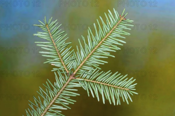 European silver fir (Abies alba), needles, branch