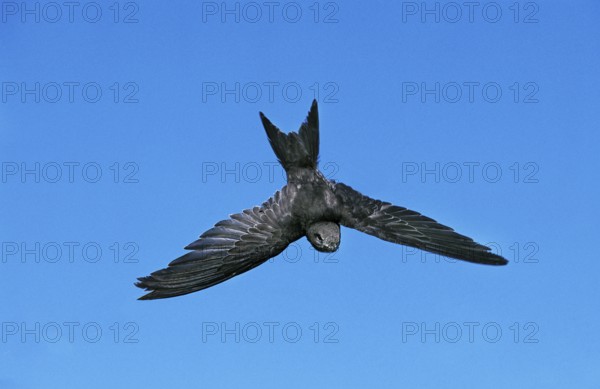 Common swift (apus apus), adult in flight against blue sky