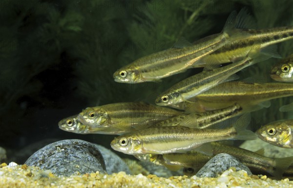 Minnow, Common minnows (phoxinus phoxinus), Minnows, Minnows, Common minnows, Minnows, Pills,