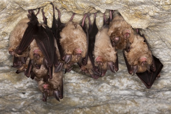 Greater Horsehoe Bat (rhinolophus ferrumequinum), Colony Hibernating in a Cave, Normandy