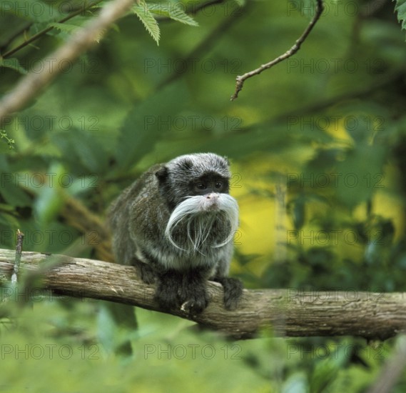 Emperortamarin (saguinus imperator), adult on branch