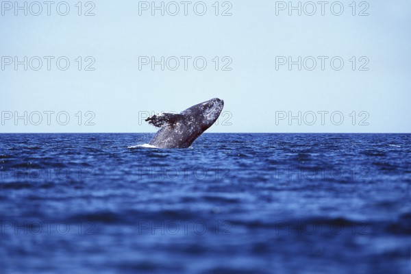 Gray whale (eschrichtius robustus), ADULT, BAJA CALIFORNIA IN MEXICO