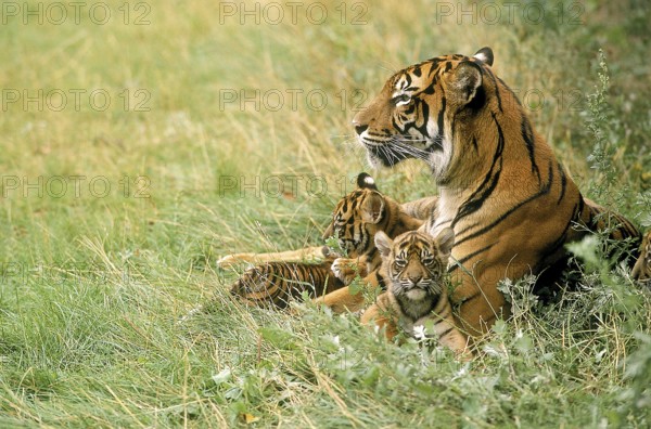 Sumatran tiger (panthera tigris sumatrae), mother with young