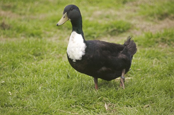 Duclair domestic duck, a French breed from Normandy