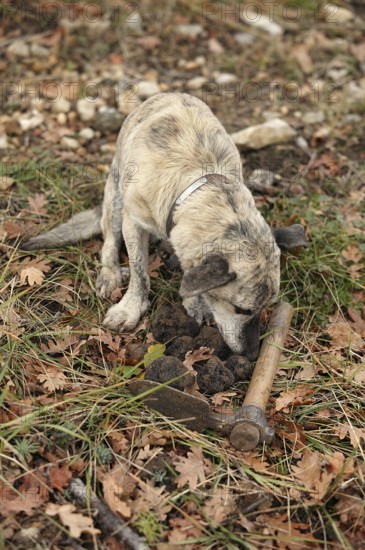 TRUFFLE DOG, TRUFFLE MOLLS, DROME IN SOUTHEAST OF FRANCE