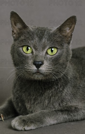 Portrait of the domestic cat Korat