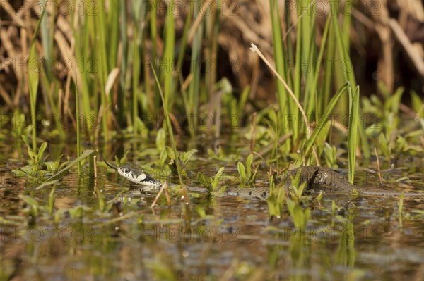 Grass snake (Natrix natrix) Rhineland-Palatinate, Germany, Europe