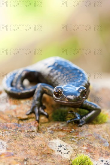 Alpine Salamander (Salamandra atra) Germany