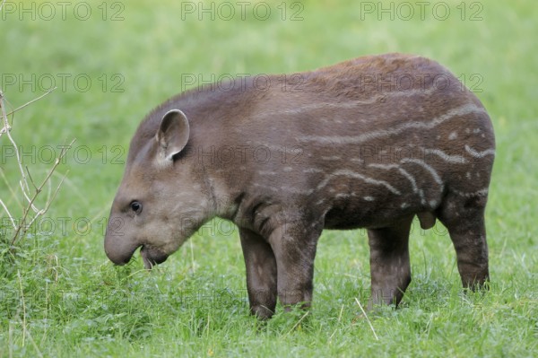 Lowland Tapir (Tapirus terrestris), young