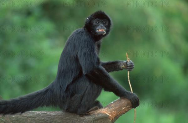 Black red-faced spider monkey (Ateles paniscus)