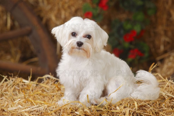 Maltese
