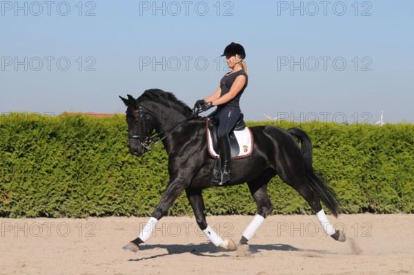 Rider and Westfalian Warmblood, black horse, dressage training, trotting reinforcement, Westfalian