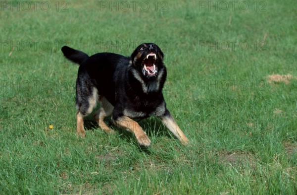 German Shepherd or Alsatian