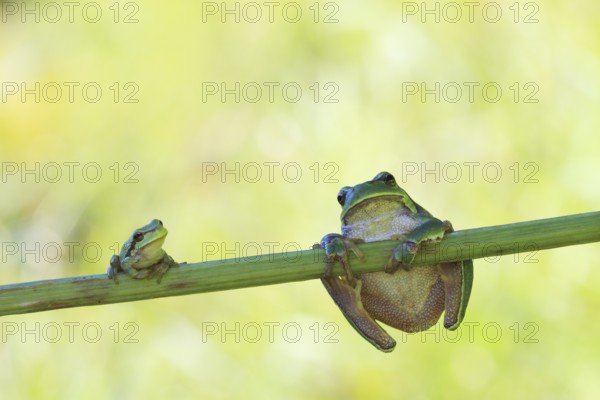 Two European Treefrogs (Hyla arborea) perched on a blade of grass, Tyrol, Austria, Europe