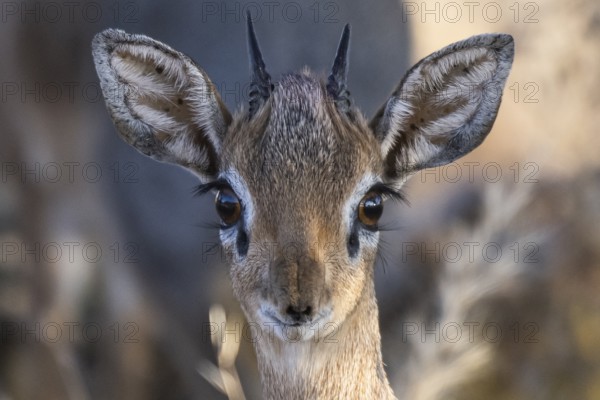 Damara Dik Dik or Kirk s Dik Dik (Madoqua kirkii), male, Onguma Private Game Reserve, Etosha,