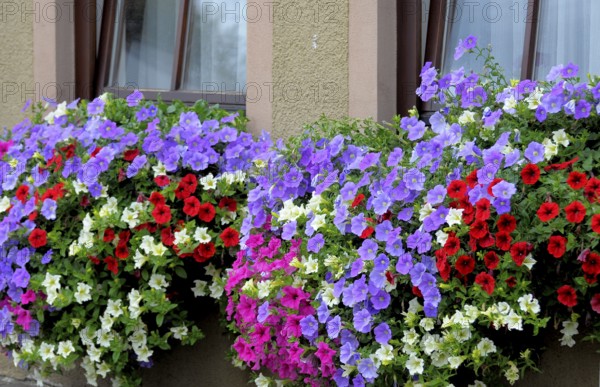 Baden-Württemberg, Black Forest Petunias at the window outside