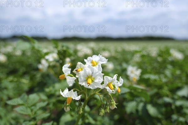 Potato field with flowers, close-up, Lower Rhine, North Rhine-Westphalia, Germany, Europe