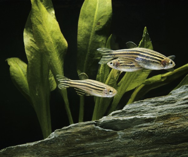 Zebrafish (brachydanio rerio) (Brachydanio rerio), Zebrafish, Animals, Other animals, Fishes,