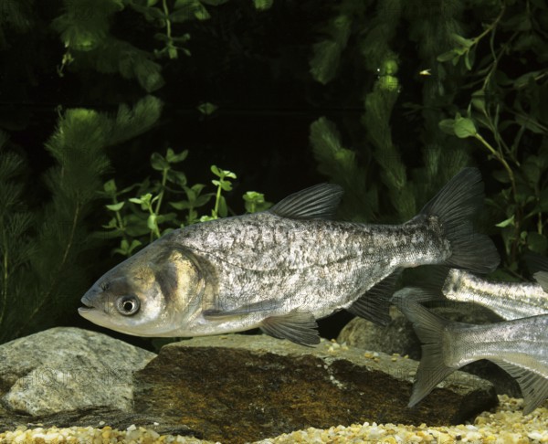 Silver Carp (hypophthalmichthys molitrix)