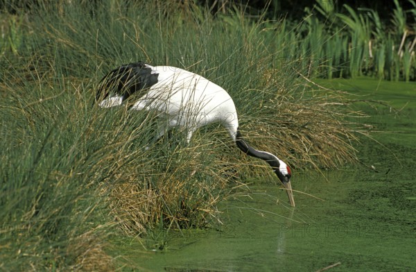 JAPANESE red-crowned crane (grus japonensis), ADULT drinking at the pond