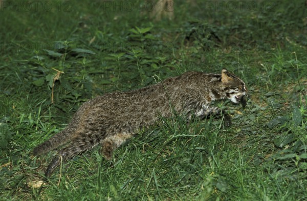 Leopard cat (prionailurus bengalensis), adult with fish in mouth
