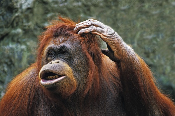 ORANG bornean orangutan (pongo pygmaeus), FEMALE CROWHEAD