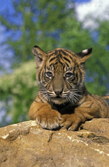 Sumatran Tiger (panthera tigris sumatrae), Cub on Rock