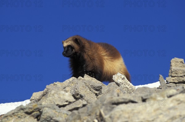 NORTH AMERICAN WOLVERINE (gulo gulo) luscus, ADULT ON ROCK, CANADA