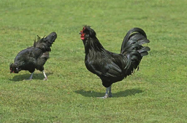 Crevecoeur domestic fowl, a French breed from Normandy, cock with hen