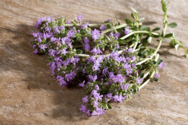 Wild thyme (Thymus serpyllum), Creeping thyme