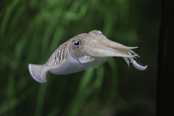 Cuttlefish, sepia sp