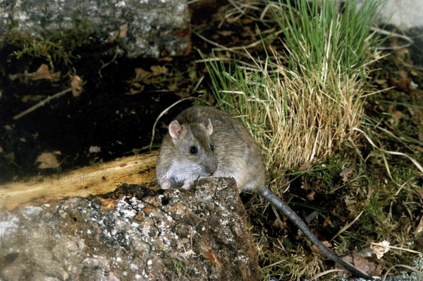 BROWN RAT (rattus norvegicus)