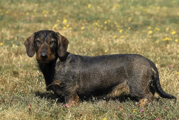 WIRE-HAIRED DACHSHUND, ADULT STANDING ON GRASS