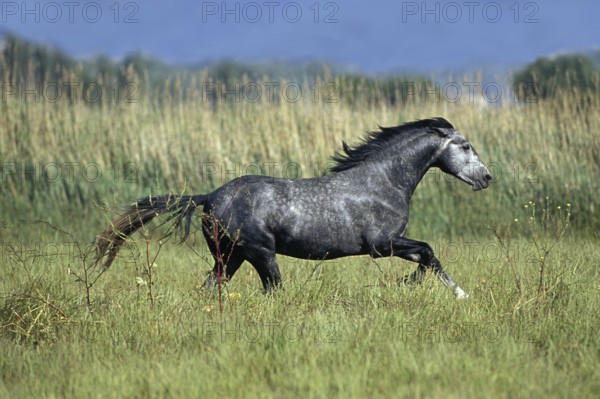 Lipizzan Horse Galloping Through Meadow