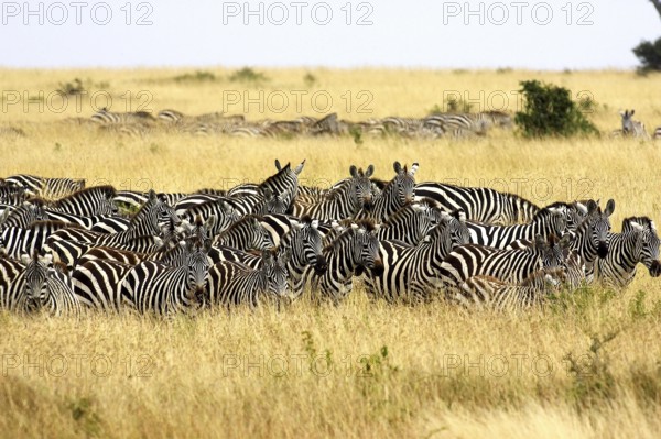 Burchell's Zebra (equus burchelli), Herd at Masai Mara Park in Kenya