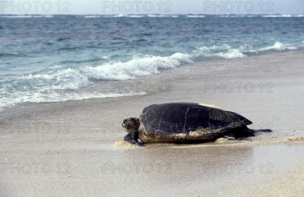 LOGGERHEAD SEA TURTLE (caretta caretta), ADULT GOING BACK TO SEA AFTER LAYING EGGS, AUSTRALIA