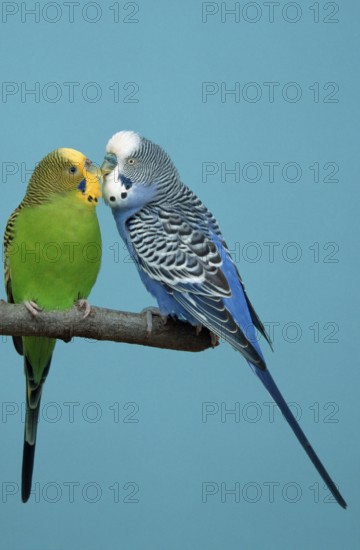 Budgies, pair, male courtship, budgerigar (Melopsittacus undulatus)
