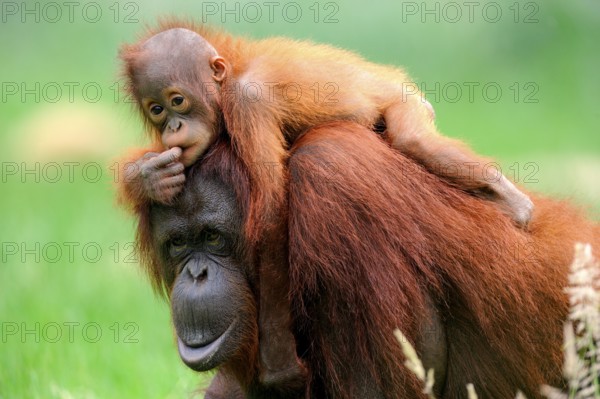 Borneo orangutans, female with young (Pongo pygmaeus pygmaeus)