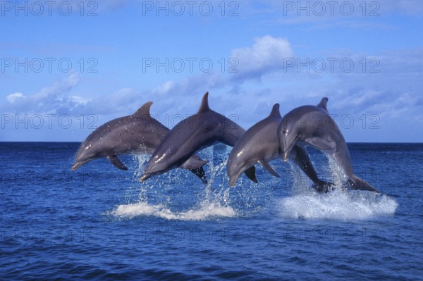 Bottlenose Dolphins (Tursiops truncatus)