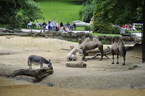 Bactrian camels, Antwerp, Antwerp Zoo, Flanders, Belgium, Europe