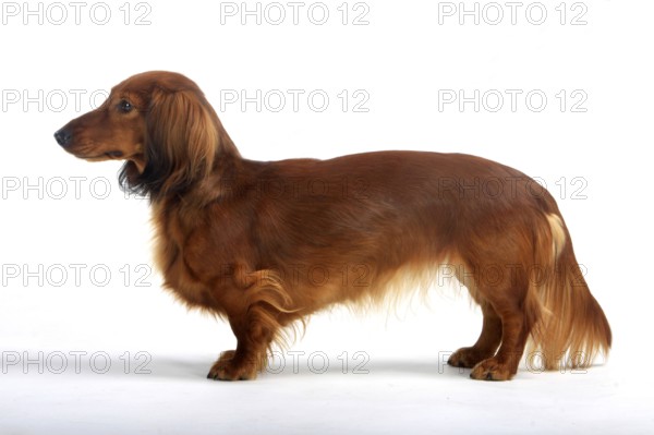 Longhaired dachshund, red, dachshund, dachshund, lateral