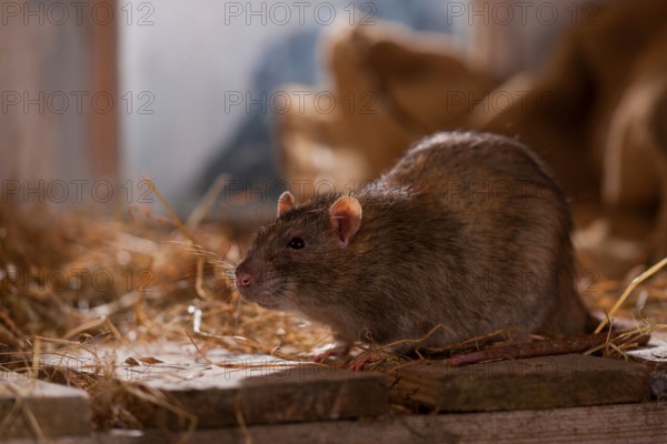 Rat (Rattus norvegicus forma domestica), in barn, Rhineland-Palatinate, Germany, Europe