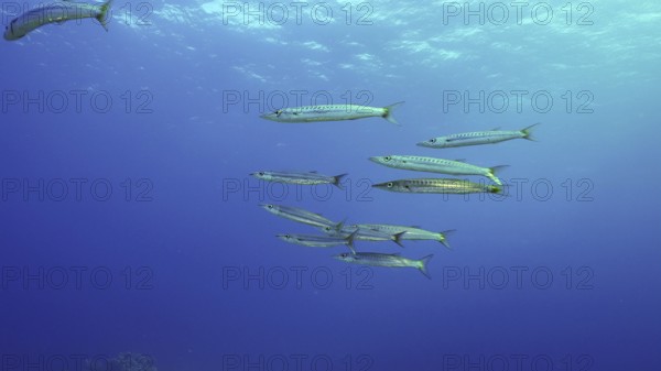 Group of Yellow-tail Barracuda (Sphyraena flavicauda) swims in blue depth sea, Red sea, Safaga,