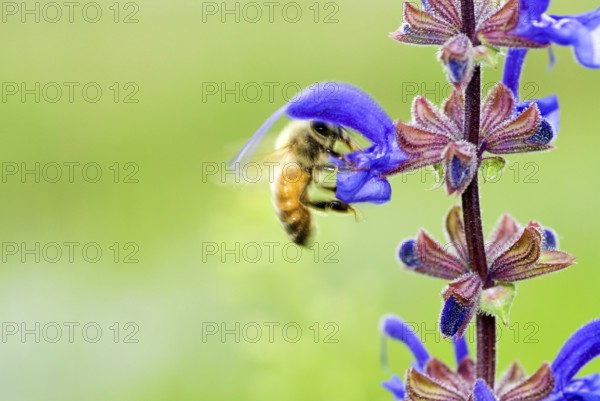 Macro of a Honey bee (Apis mellifera) on a meadow clary or meadow sage (Salvia pratensis) Italy