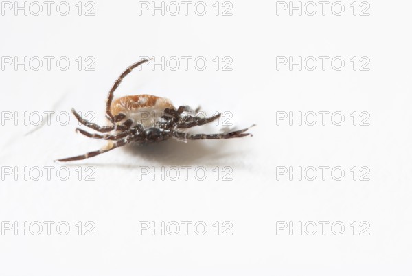 Brown tick on a white background in close-up, Germany, Europe