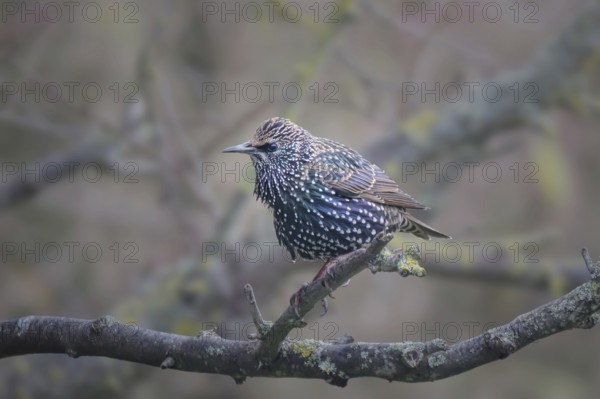 Common starling (Sturnus vulgaris), adult bird sitting in a plum tree, Rhineland-Palatinate,